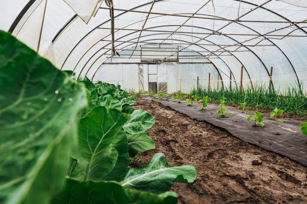 Greenhouse Demolition in Sumter